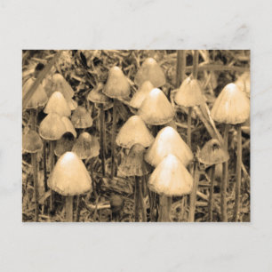 Carte Postale Champignons au sépia