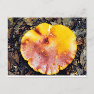 Carte Postale Champignons Beau