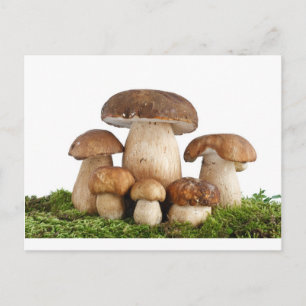 Carte Postale Champignons Boletus Edulis