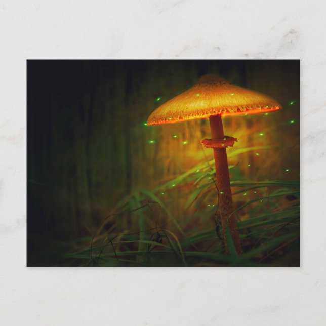 Carte Postale Champignons brillants magiques (Devant)
