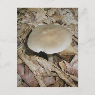 Carte postale Champignons Brown