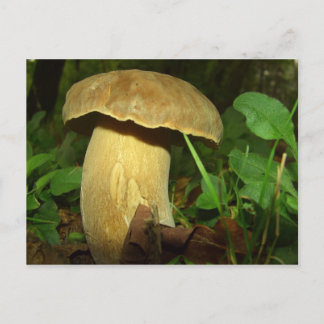 Carte Postale Champignons dans la forêt près