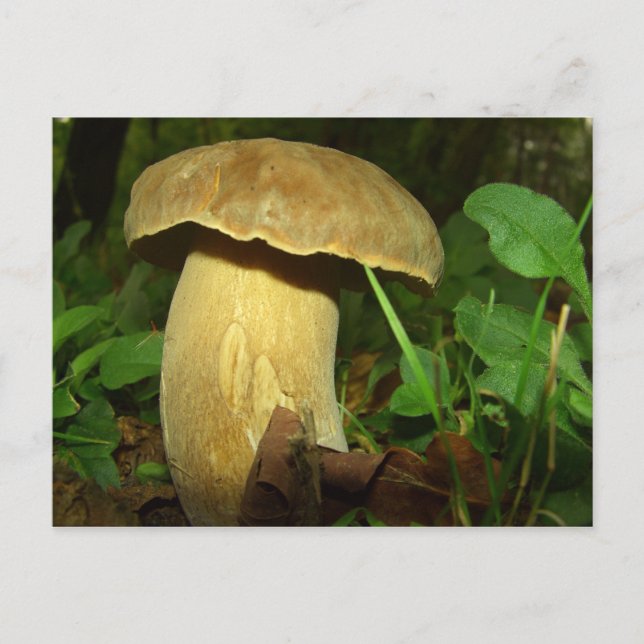 Carte Postale Champignons dans la forêt près (Devant)