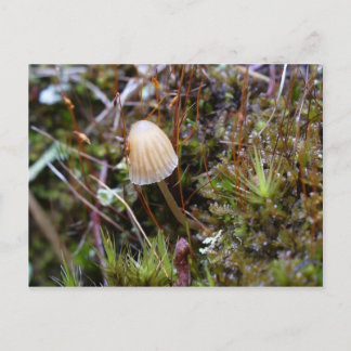Carte Postale Champignons dans la mousse, île Unalaska