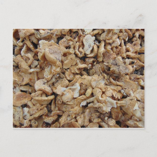 Carte Postale Champignons de Hérisson (Devant)