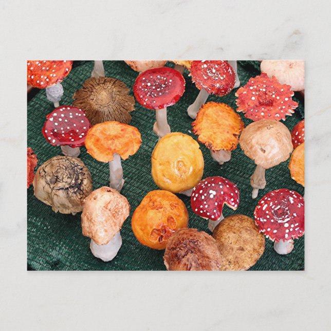Carte Postale Champignons de jardin et tabourets (Devant)