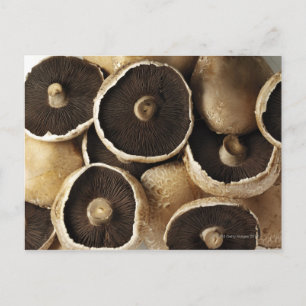 Carte Postale Champignons de Portobello sur Arrière - plan blanc