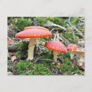 Carte Postale Champignons de selles rouges