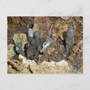 Carte postale Champignons du Doigt de l'Homme Mort