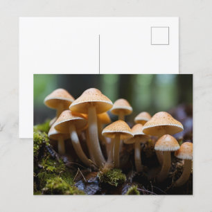 Carte Postale Champignons en pleine forêt