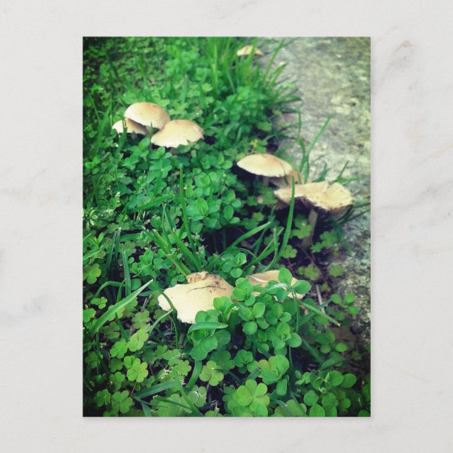 Carte Postale Champignons et Clochers (Devant)