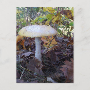 Carte Postale Champignons géants