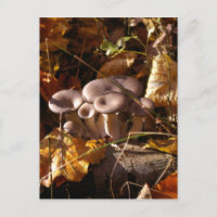 Champignons huîtres