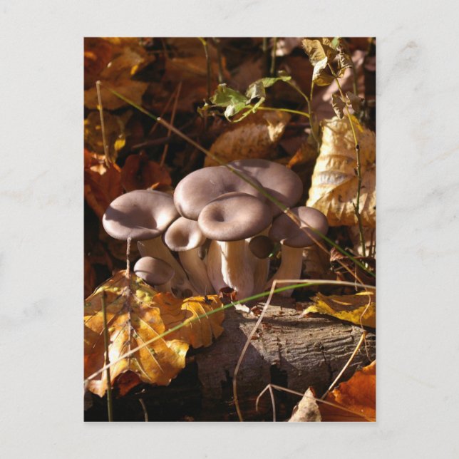 Carte Postale Champignons huîtres (Devant)