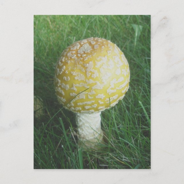 Carte Postale Champignons jaunes #4 (Devant)