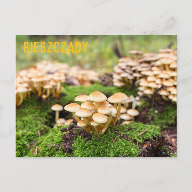 Carte Postale Champignons jaunes dans la forêt d'automne. (Devant)