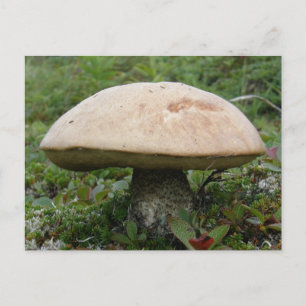 Carte Postale Champignons King Boletus sur l'île Unalaska