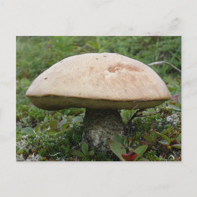Carte Postale Champignons King Boletus sur l'île Unalaska (Devant)