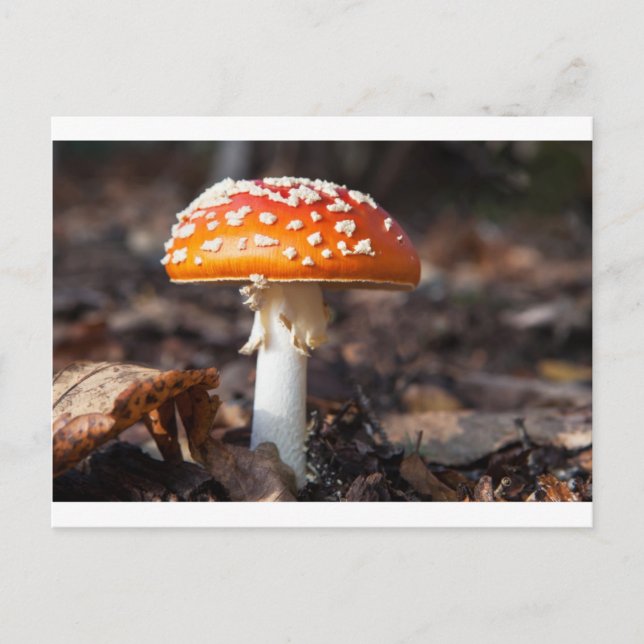 Carte Postale Champignons magiques (Devant)