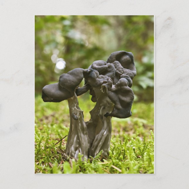 Carte Postale Champignons Mystiques (Devant)