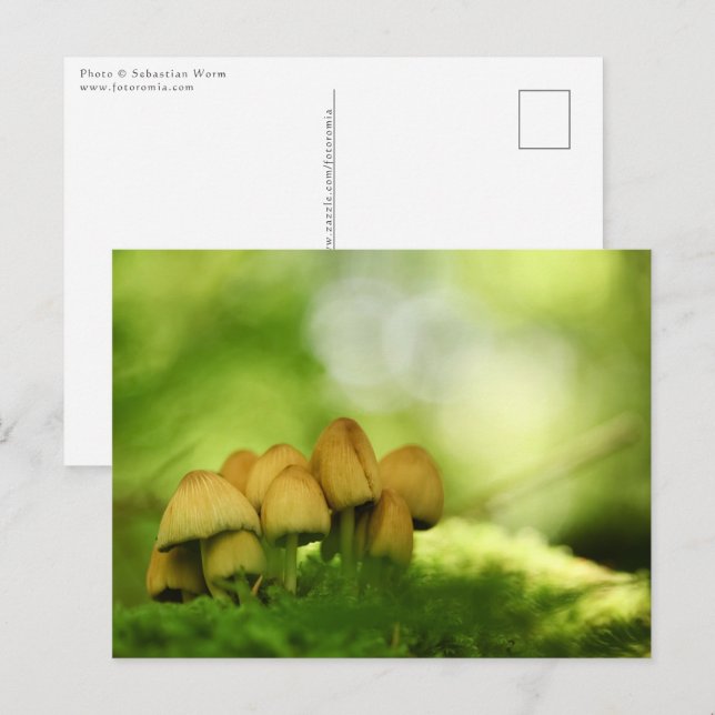 Carte Postale Champignons Nature Photo (Devant / Derrière)