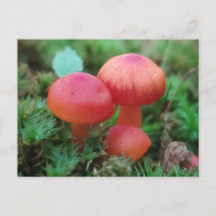 Champignons rouge vif sur le plancher forestier