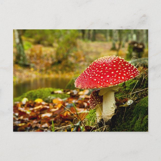 Carte Postale Champignons rouges (Devant)