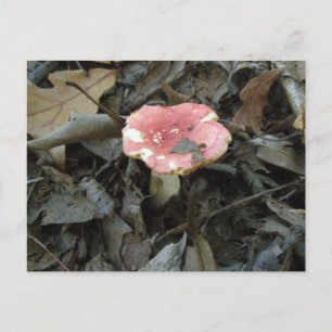 Carte postale Champignons rouges