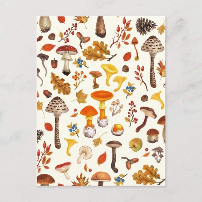 Carte Postale Champignons sauvages sur blanc (Devant)