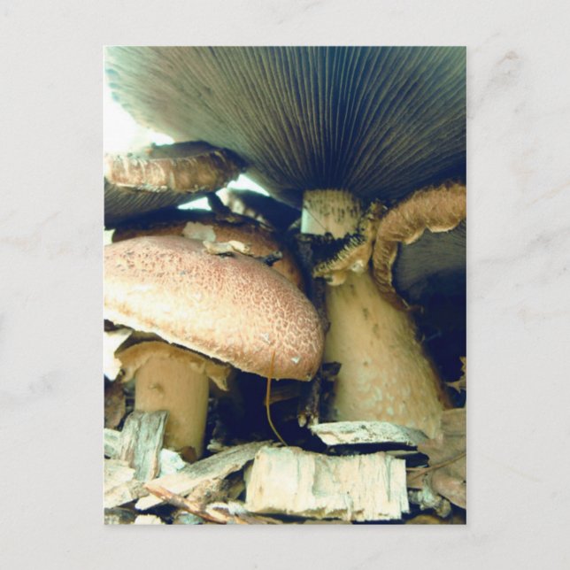 Carte Postale Champignons sous les photos (Devant)