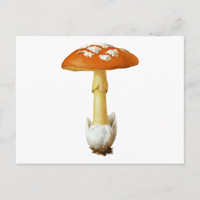 Carte Postale Champignons tachetés Rouge Et Blanc (Devant)