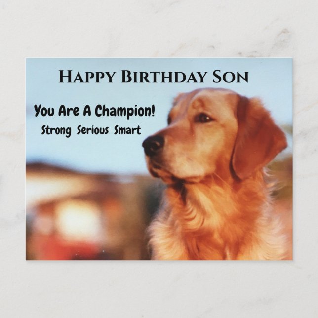 Carte Postale Champion Fils Anniversaire Golden Retreiver (Devant)