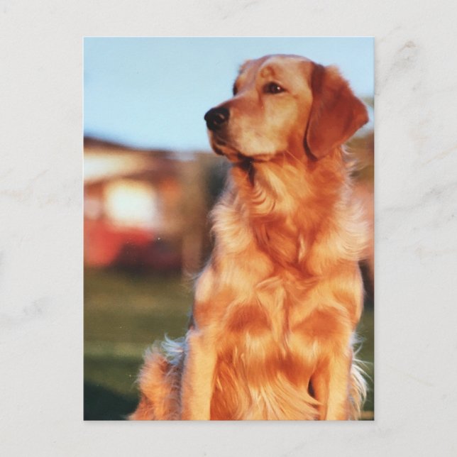 Carte Postale Champion Golden Retriever Dog Photo extérieure (Devant)