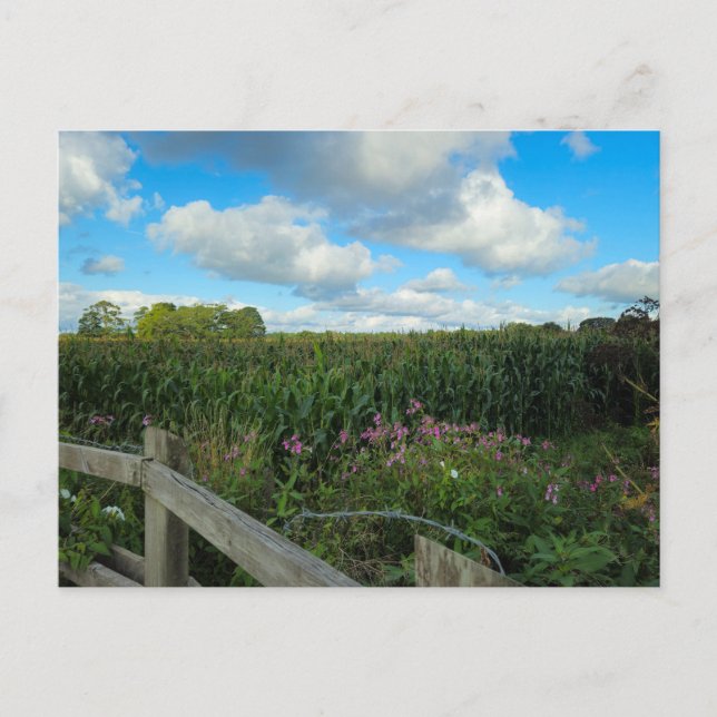 Carte Postale Champs (Devant)