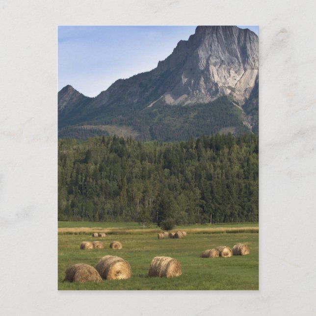 Carte Postale Champs avec du foin mis en balles, Alberta, Canada (Devant)