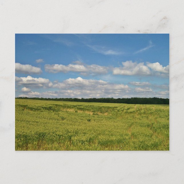 Carte Postale Champs de blé (Devant)