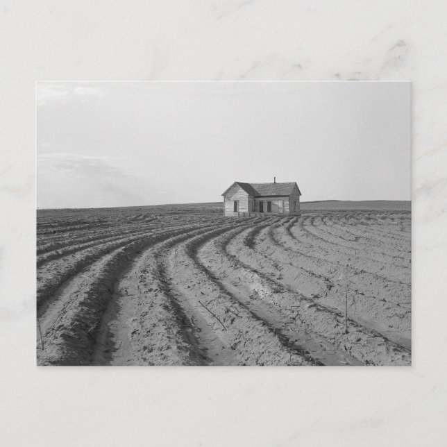 Carte Postale Champs de coton, 1938 (Devant)