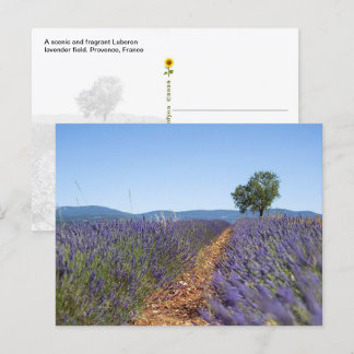 Carte Postale Champs de lavande de Luberon, Provence, France  -