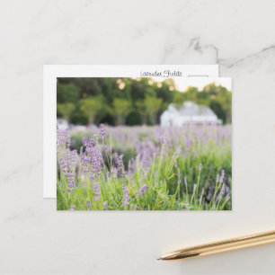 Carte Postale Champs de Lavande Sereins