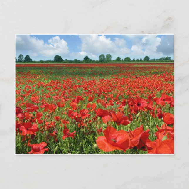 Carte Postale Champs de pavot (Devant)