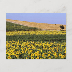 Carte Postale Champs de tournesol, Toscane, fleurs d'Italie