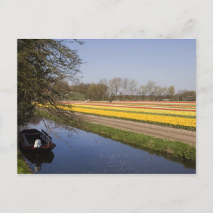 Carte Postale Champs de tulipe