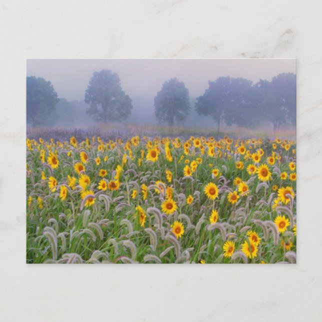 Carte Postale Champs d'été (Devant)