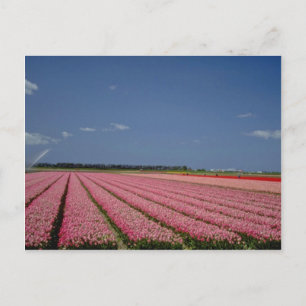 Carte Postale Champs d'orge rouge, Zanskar Ladakh, fleurs de l'I