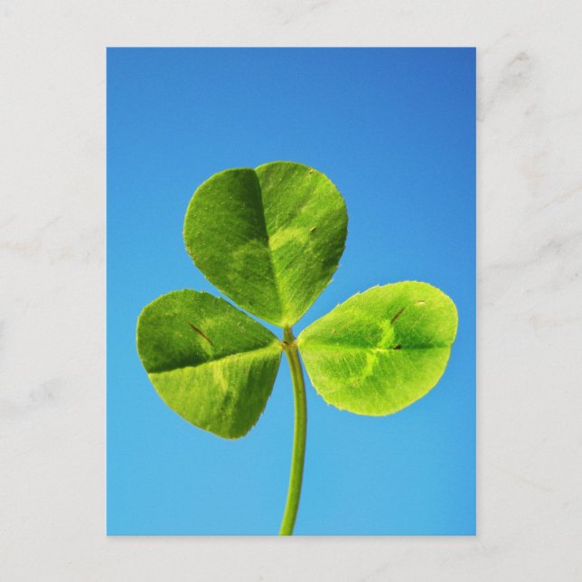 Carte Postale Chance irlandaise (Devant)