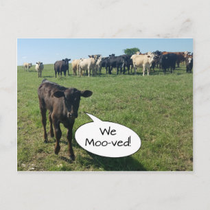 Carte Postale Changement d'adresse de la vache Nous avons déména