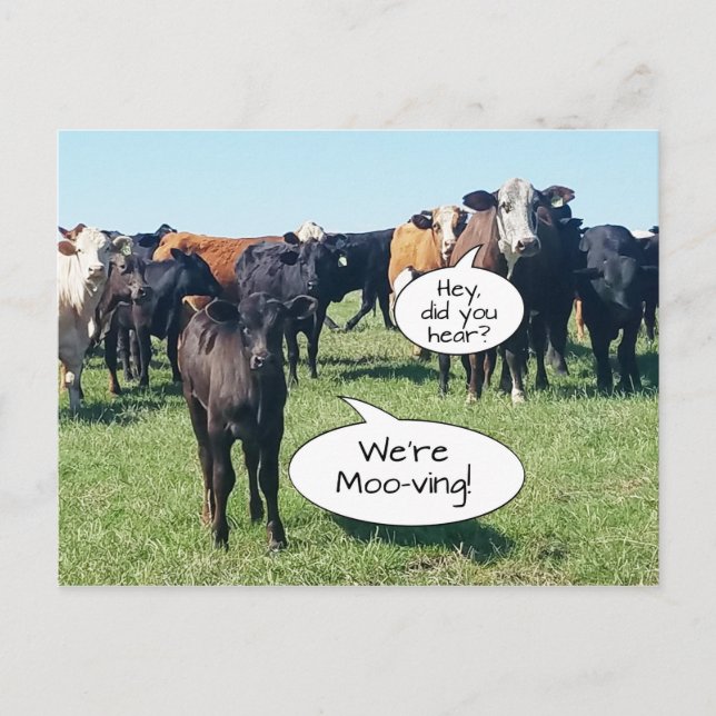 Carte Postale Changement d'adresse vaches Nous sommes en mouveme (Devant)