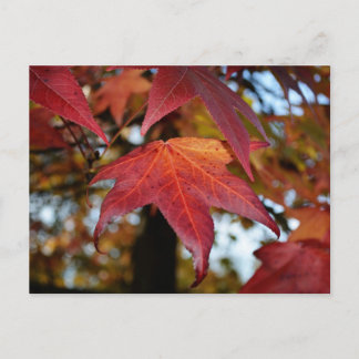 Carte Postale Changement de Feuilles d'automne