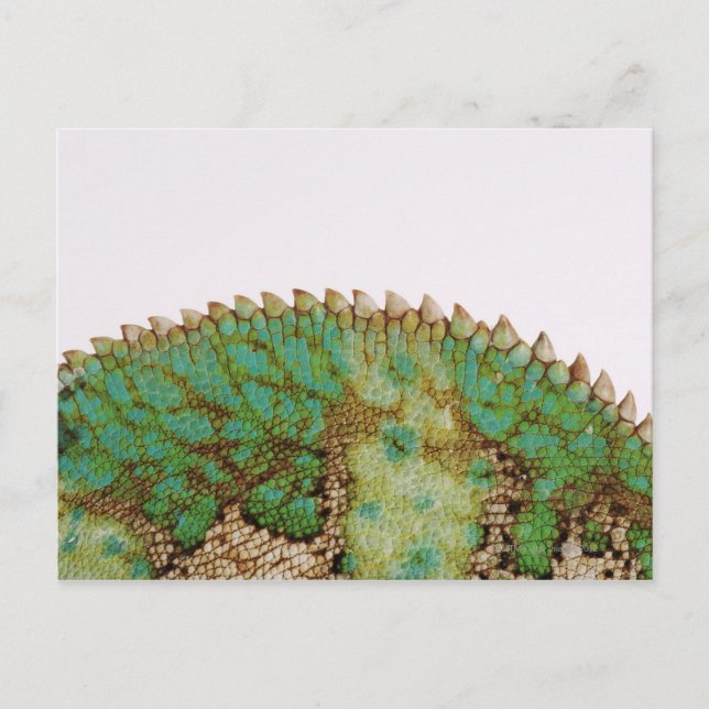 Carte Postale Changement de peau Chameleon (Devant)