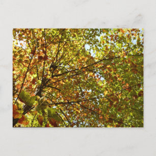 Carte Postale Changer la couleur verte et dorée de l'érable